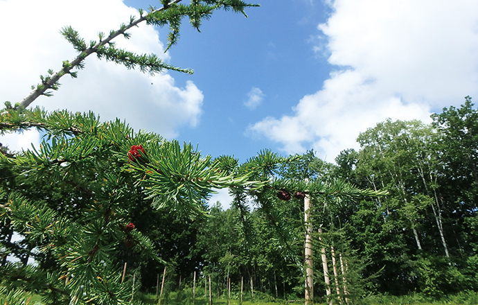 Clean Larch (Elite Tree) Seed Orchard