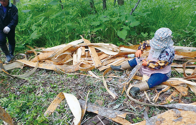 Provision of tree bark to Ainu people